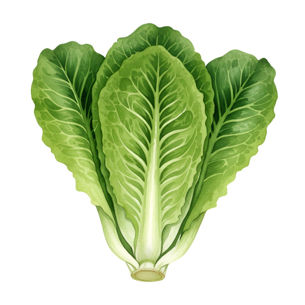 A vibrant illustration of romaine lettuce with fresh green leaves on a plain setting view from above transparent background png