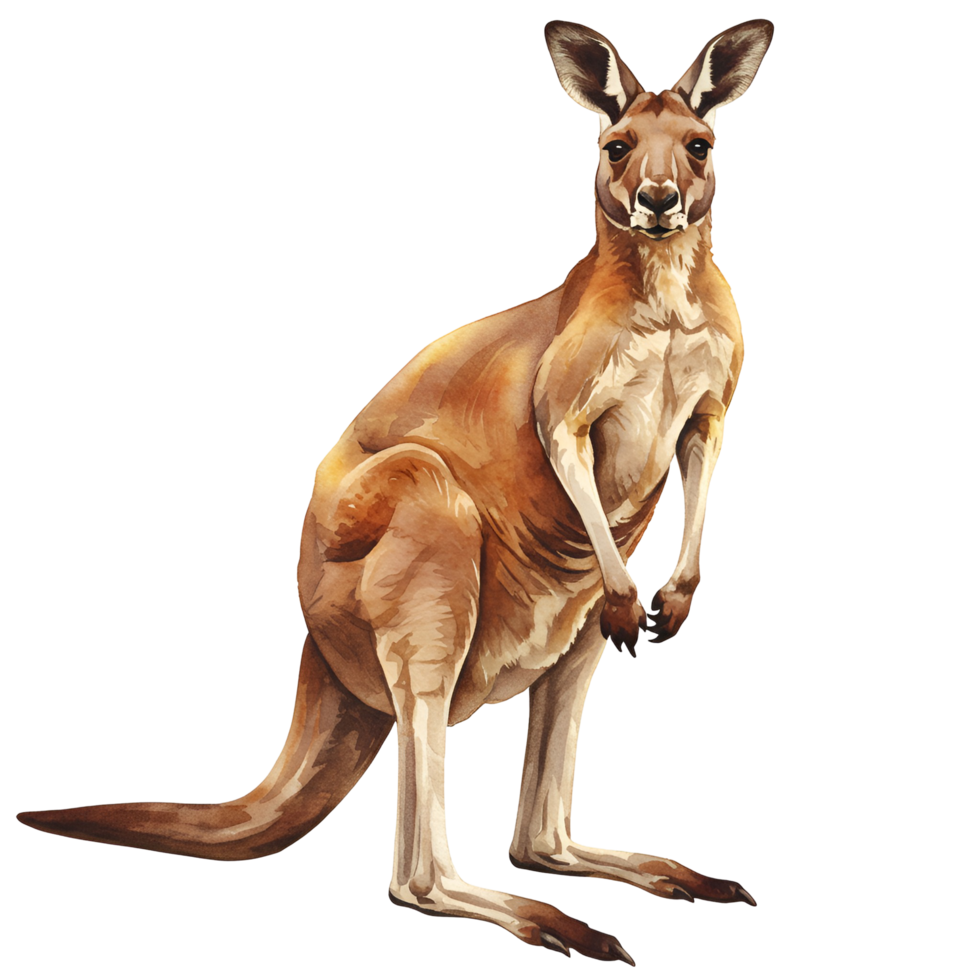 Illustration of a kangaroo standing upright with a neutral expression on a plain isolation transparent background png