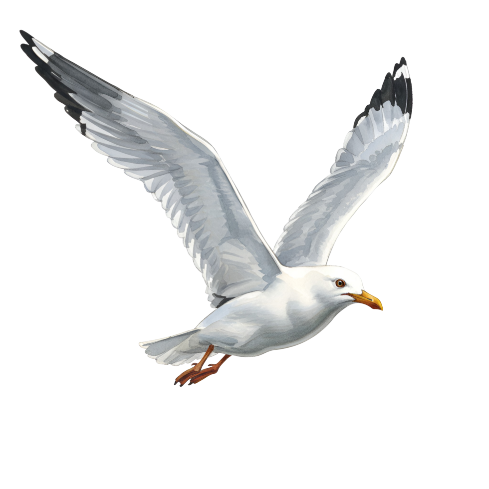 A digital illustration of a seagull flying with its wings spread on a plain background image art transparent background png