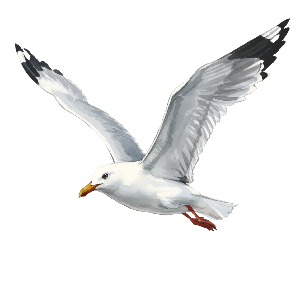 A digital illustration of a seagull soaring with its wings fully extended in the sky above us transparent background png