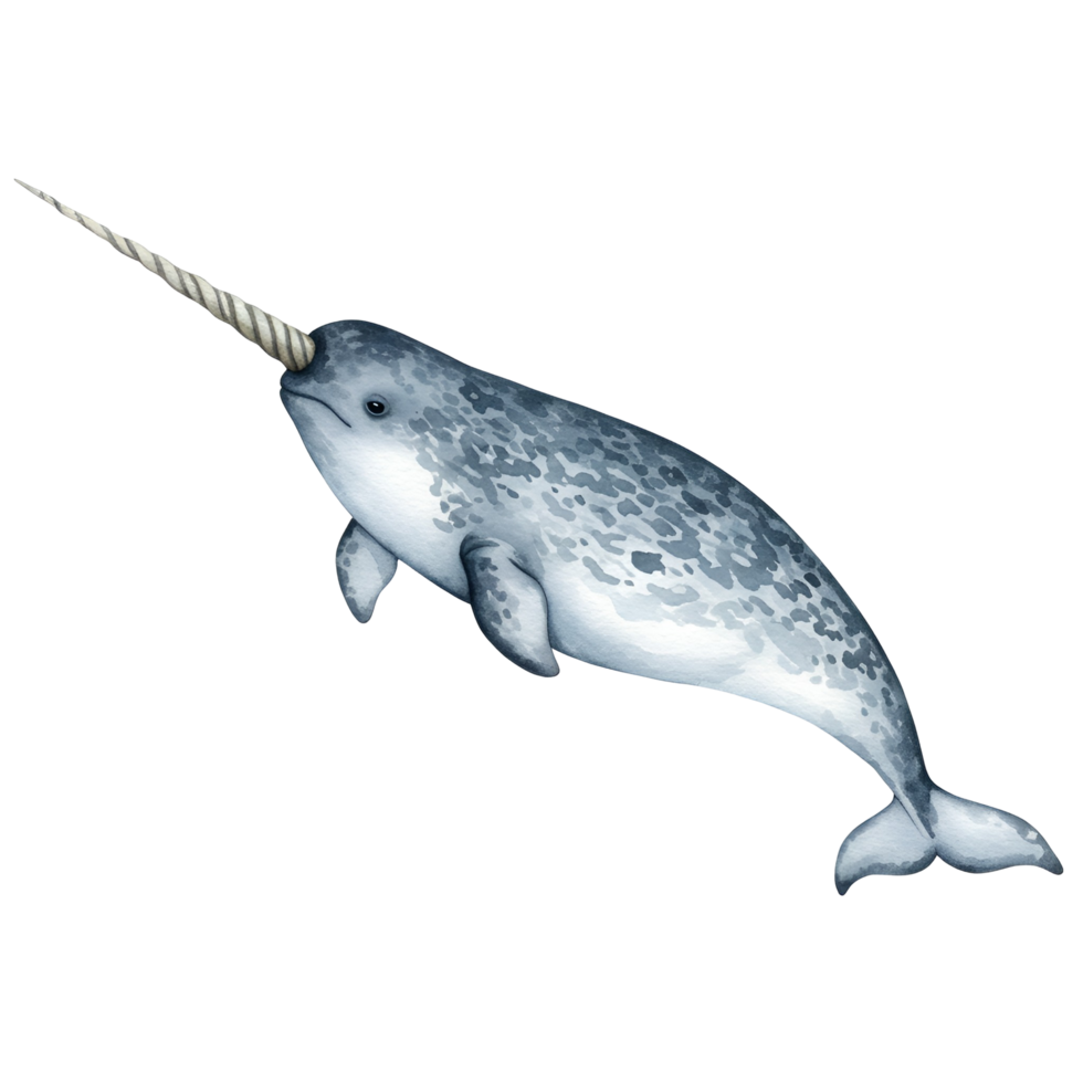 Illustration of a narwhal with a tusk swimming on a plain color background, facing to the right transparent background png