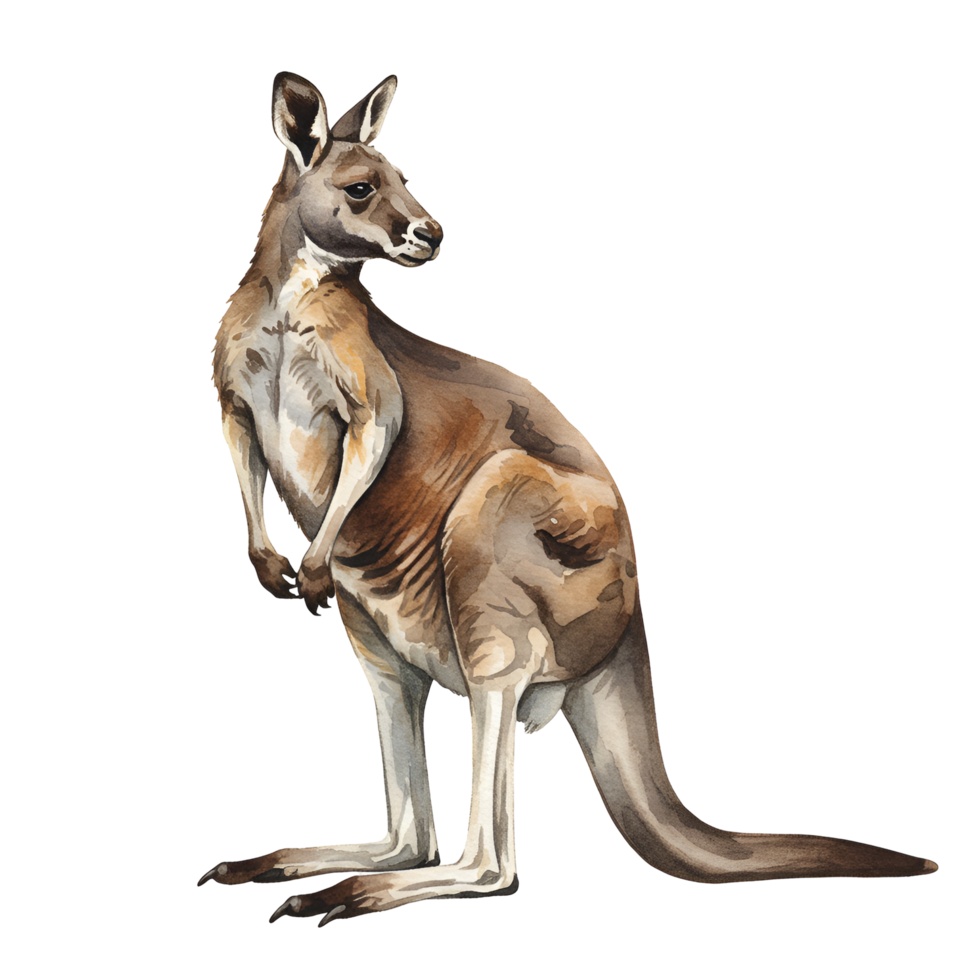 Watercolor illustration of a kangaroo standing upright on an illuminated simple background space transparent background png