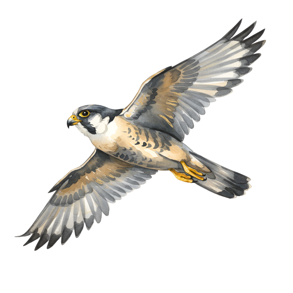 Illustration of a peregrine falcon with wings spread against a plain color isolation showcasing flight transparent background png