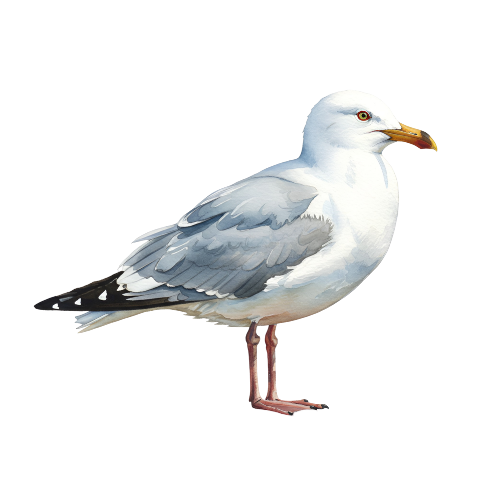 A single seagull with white and gray feathers standing against a plain isolated surrounding view image transparent background png