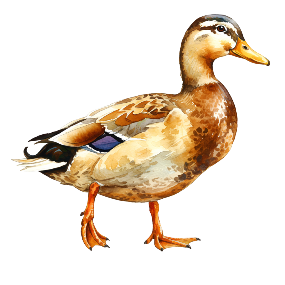 Watercolor illustration of a mallard duck standing on its feet with a neutral color palette transparent background png
