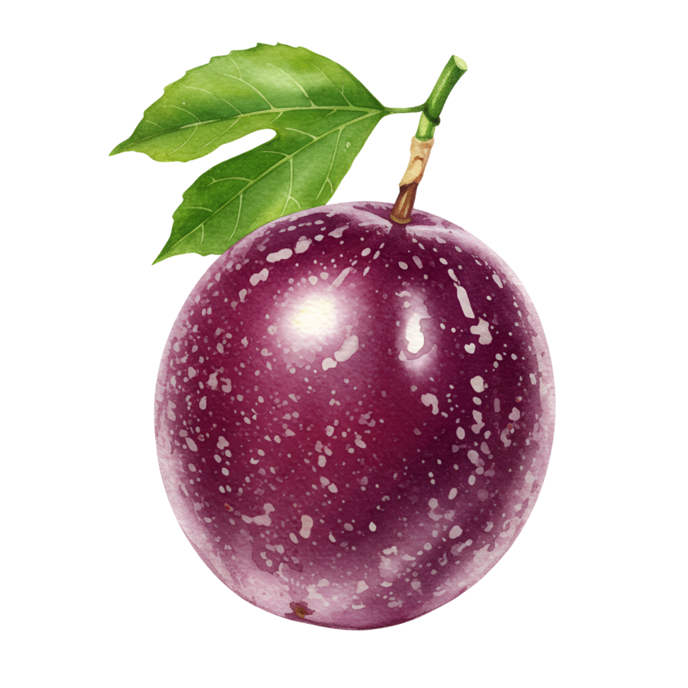 A single passion fruit with two leaves attached on a plain isolated background in a close up studio shot transparent background png