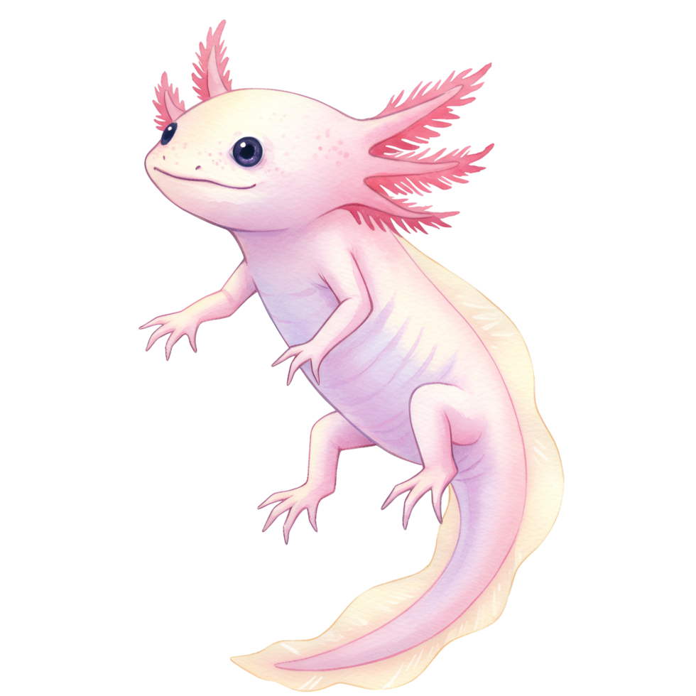 Illustration of a light pink axolotl with feathery gills on a plain colored simple background transparent background png