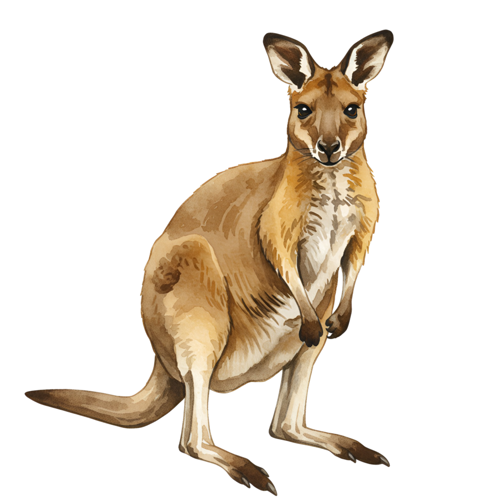 Illustration of a kangaroo standing upright on a transparent background looking forward calmly transparent background png