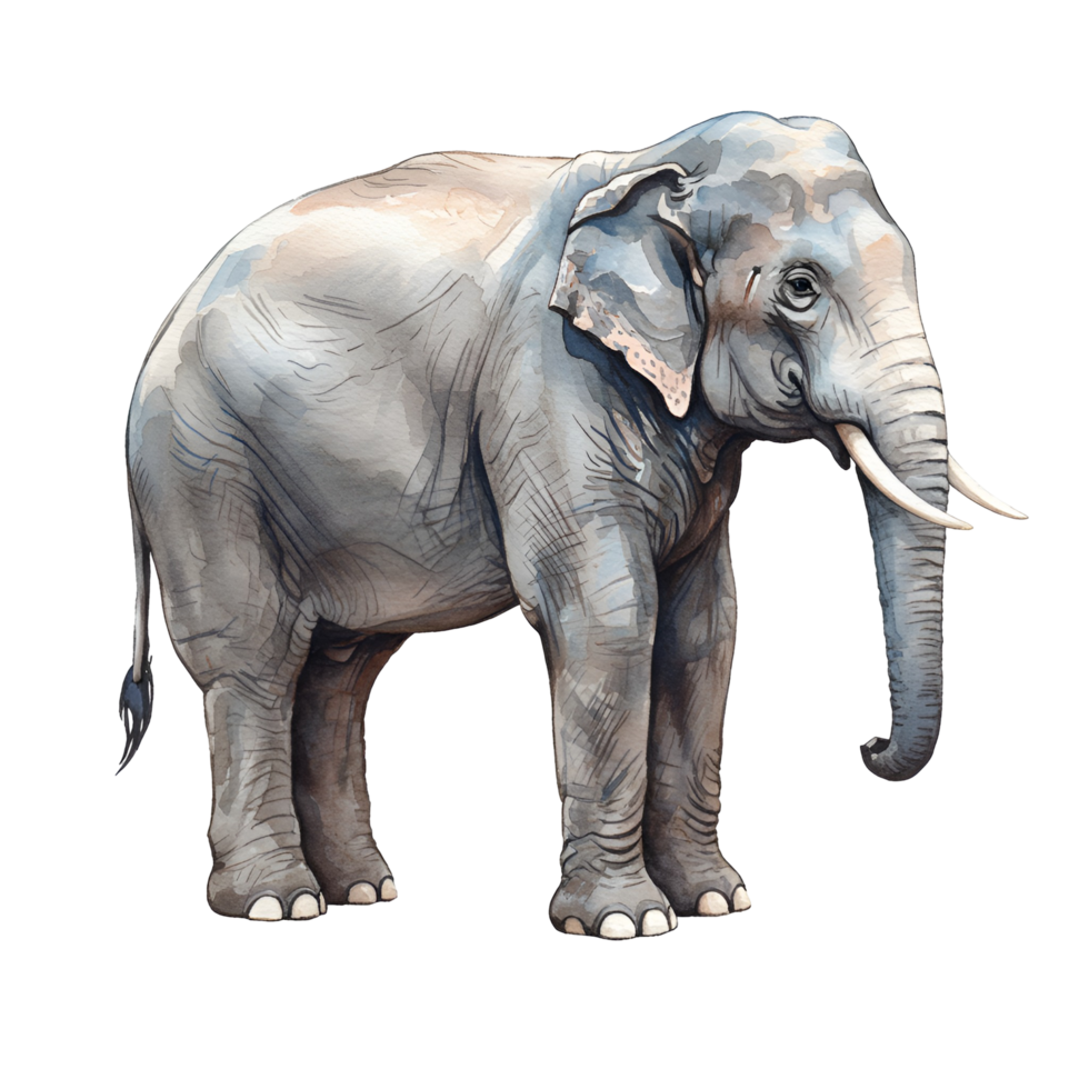 Watercolor illustration of a large elephant standing on an isolated plain canvas texture design transparent background png