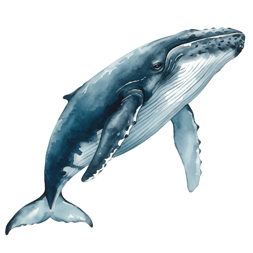 Watercolor illustration of a humpback whale swimming upwards against a plain surrounding area transparent background png