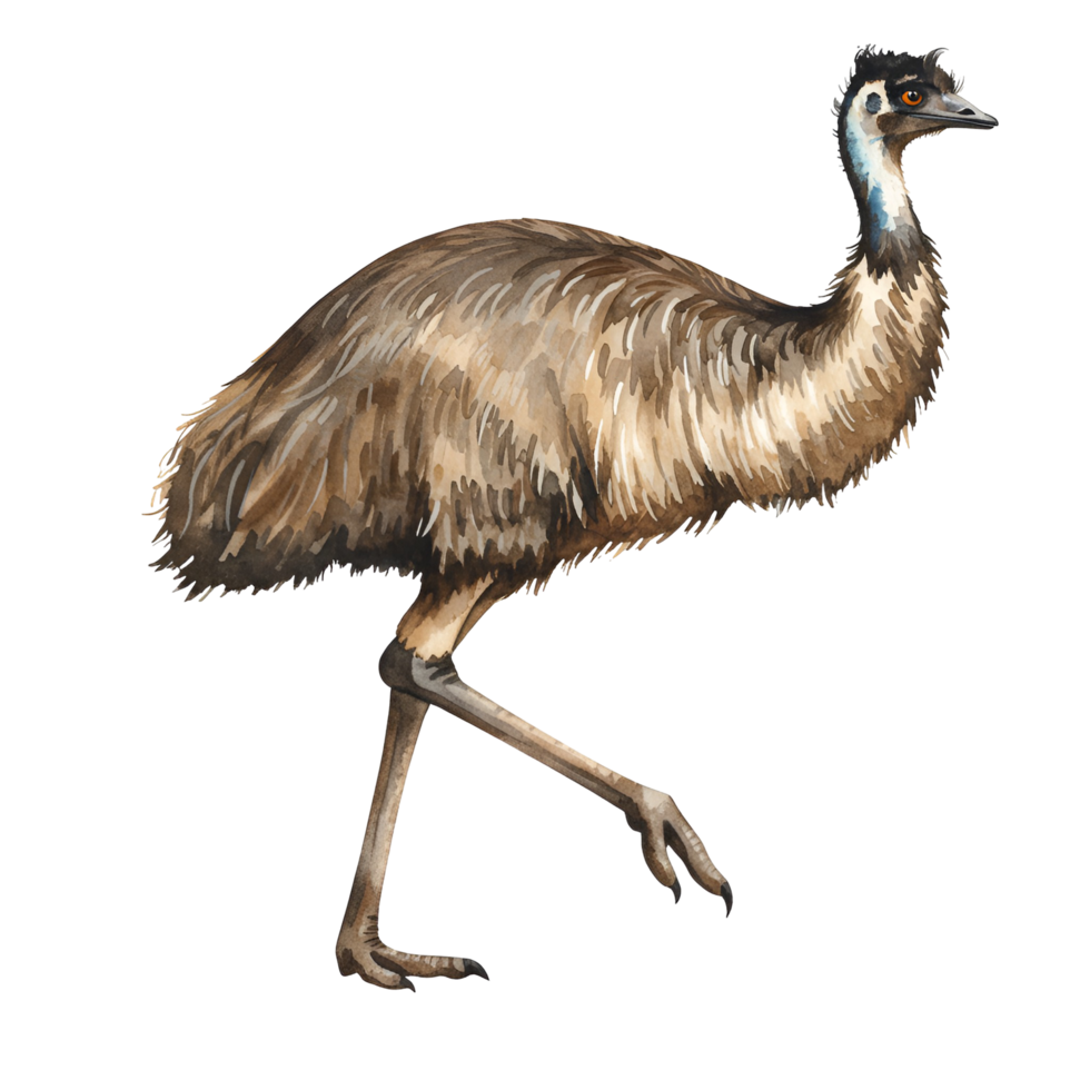 Illustration of an emu with brown feathers walking to the right on a plain isolation layer art transparent background png