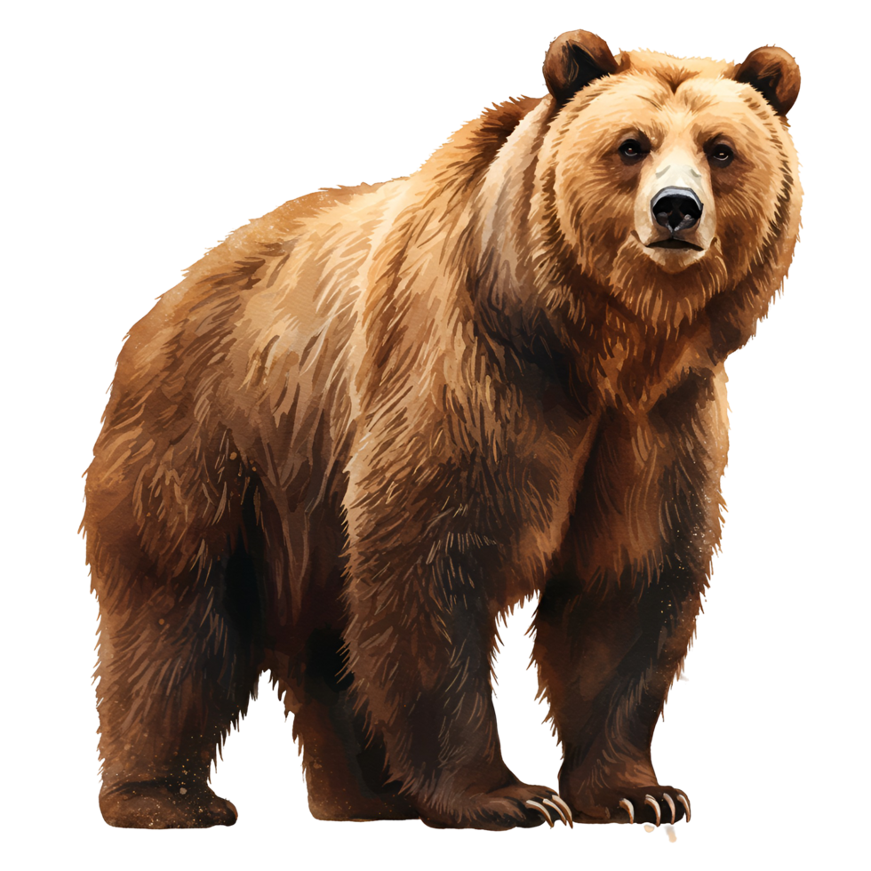 Illustration of a majestic grizzly bear standing against a plain colored environment looking forward transparent background png