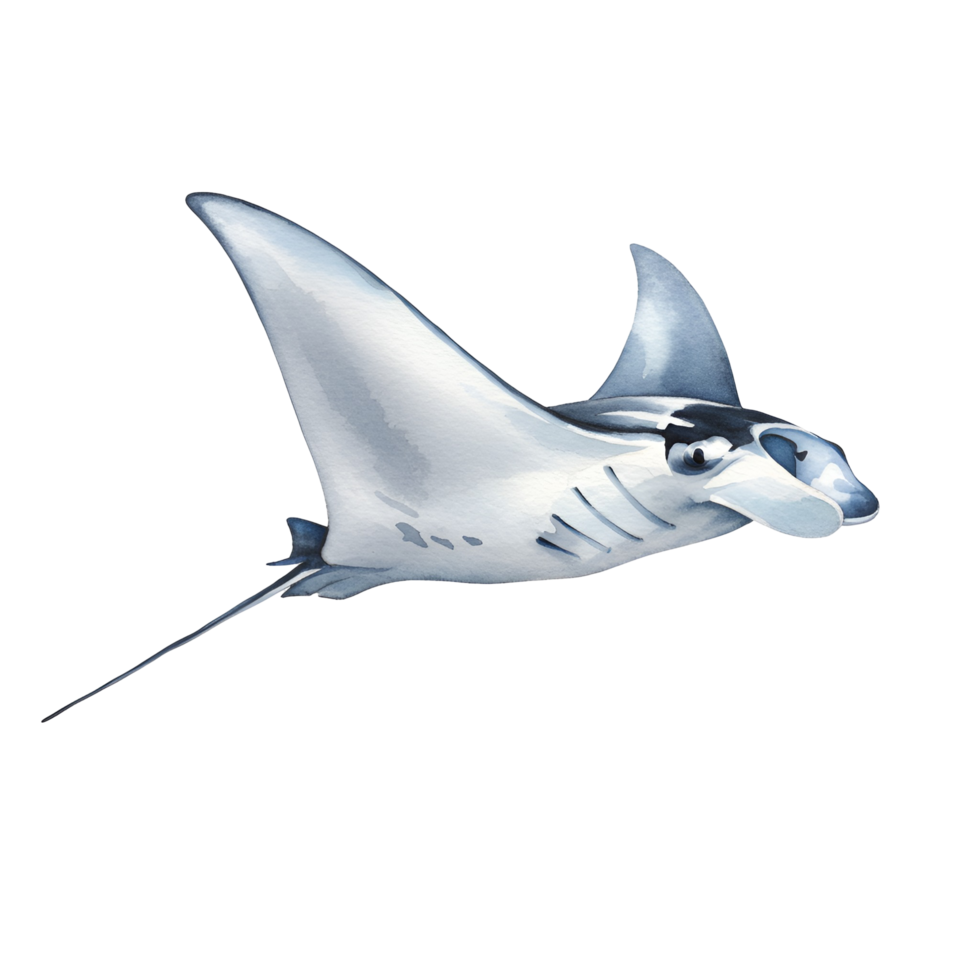 Illustration of a manta ray with white and gray coloration gliding through a featureless space transparent background png