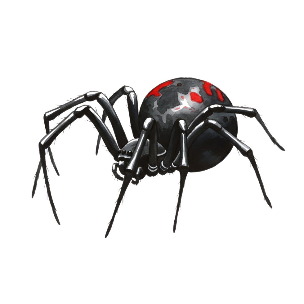 A spider with a round body and long legs with red spots on its back is shown in a studio shot transparent background png