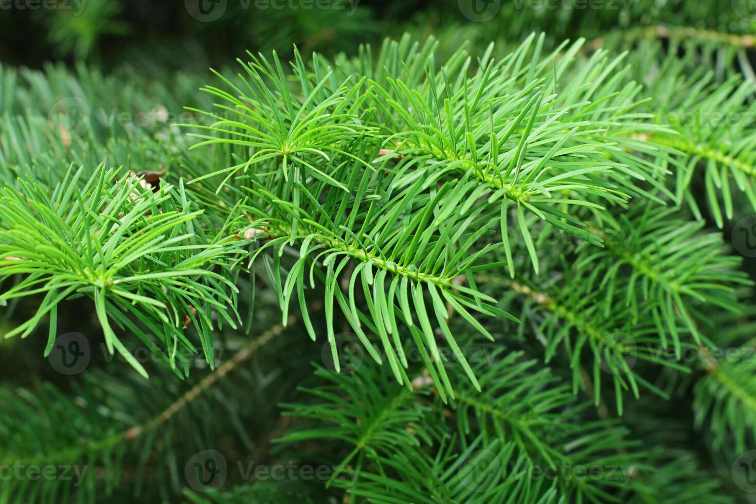 Green, Fluffy fir branch. Green spruce branches as a background. close up view on natural background photo