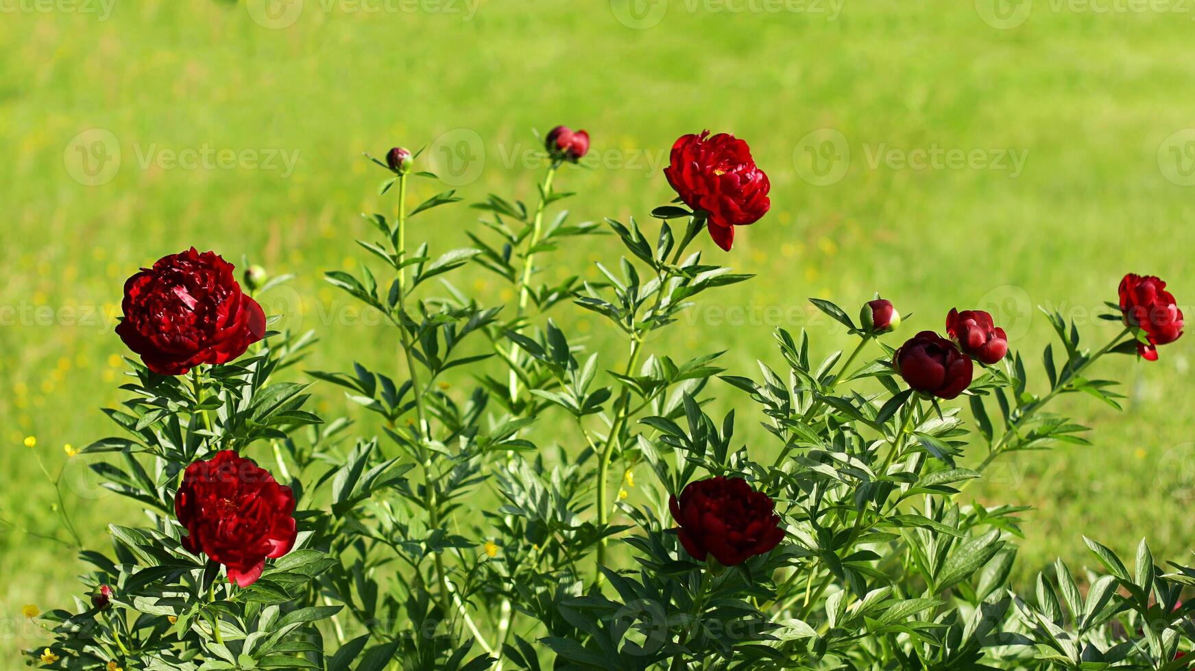 A lush bush of bright red peony flowers. They bloom in the garden on a sunny summer day. photo