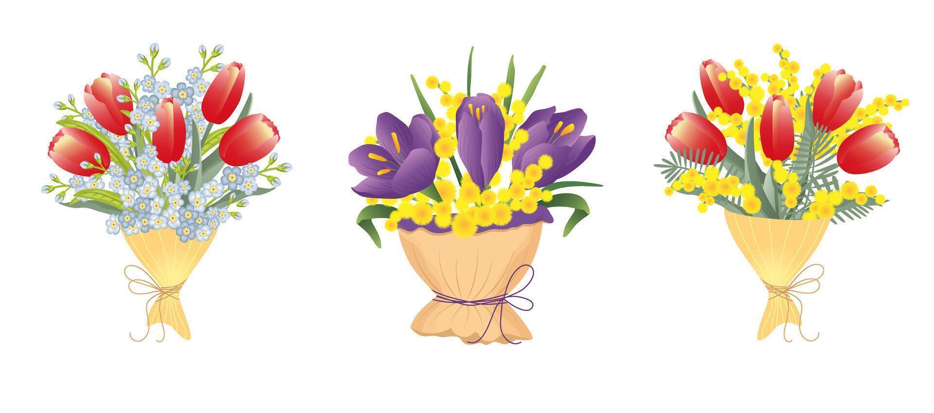 Set of bouquet of spring flowers purple crocus, red tulip, yellow mimosa isolated on white background. Design for postcards on Valentines Day, Womans Day, Mothers Day, birthday. vector