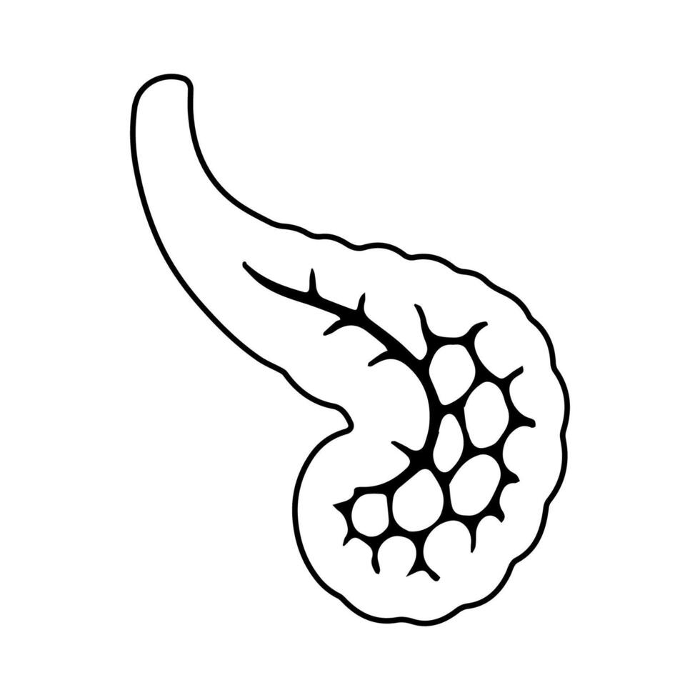 Human Pancreas Diagram, drawing for educational, anatomical medical design use vector