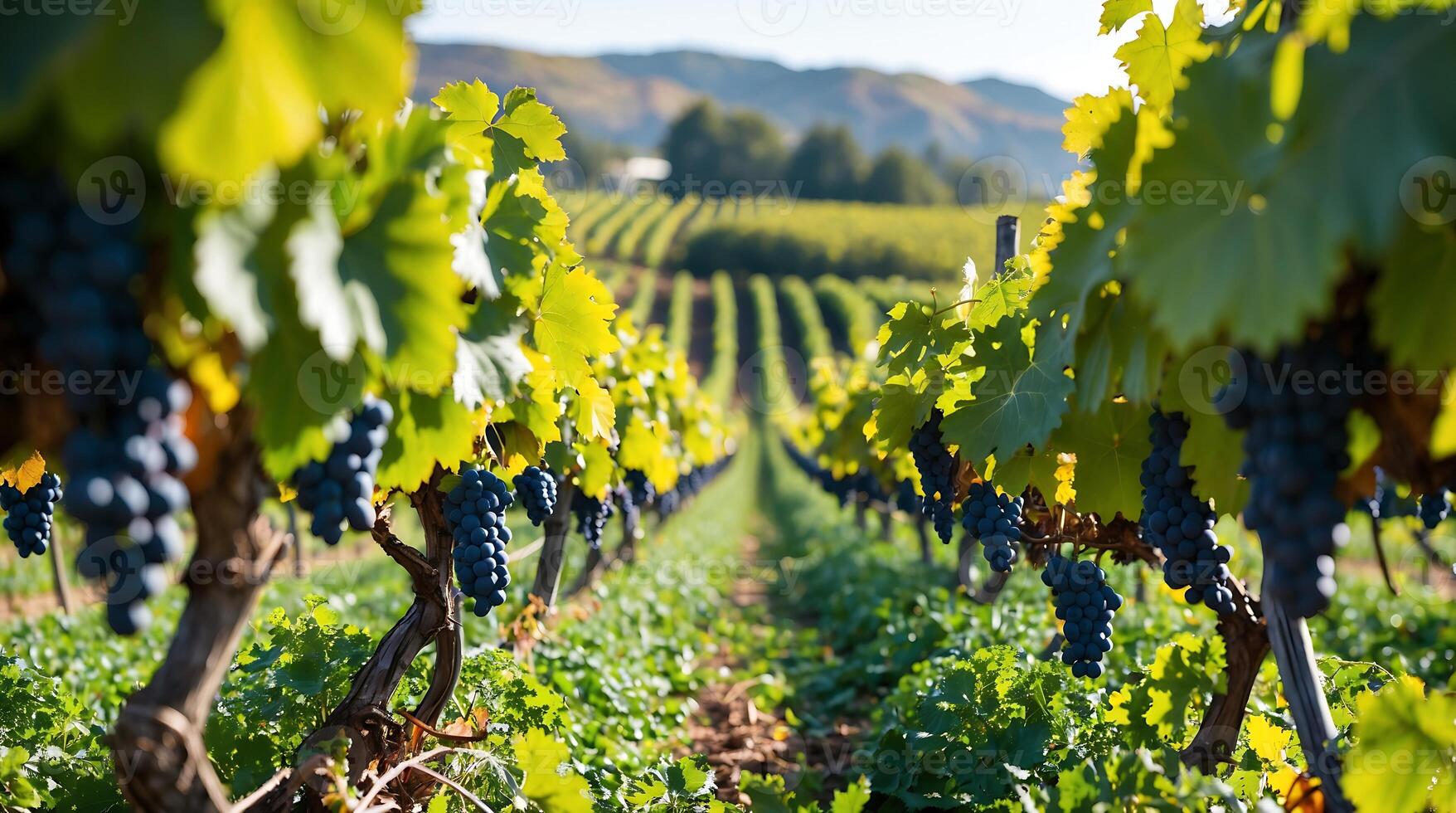 Grapes thriving in vineyard under sunlight highlighting climate change effects photo