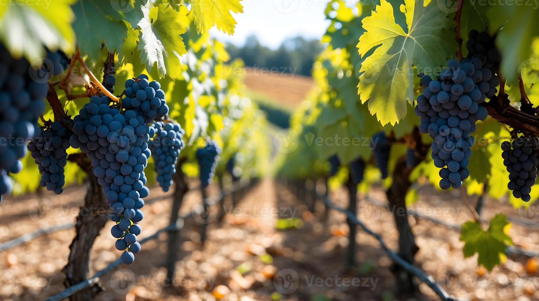 Early grape harvest in a vineyard amidst changing climate conditions photo