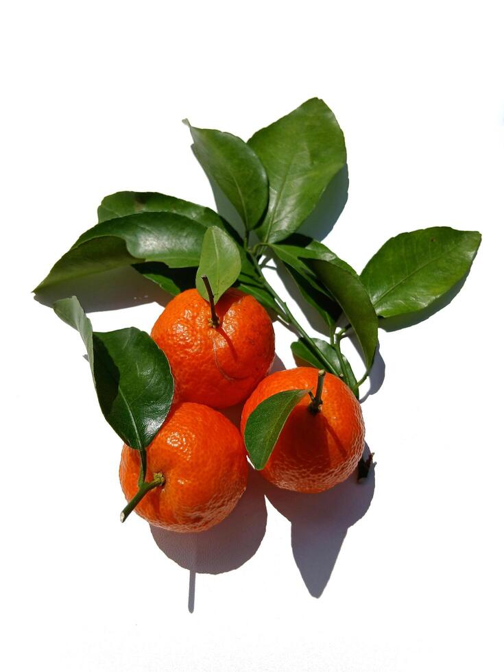 Honey coconut orange or citrus sp. The small orange fruit originates from China photo