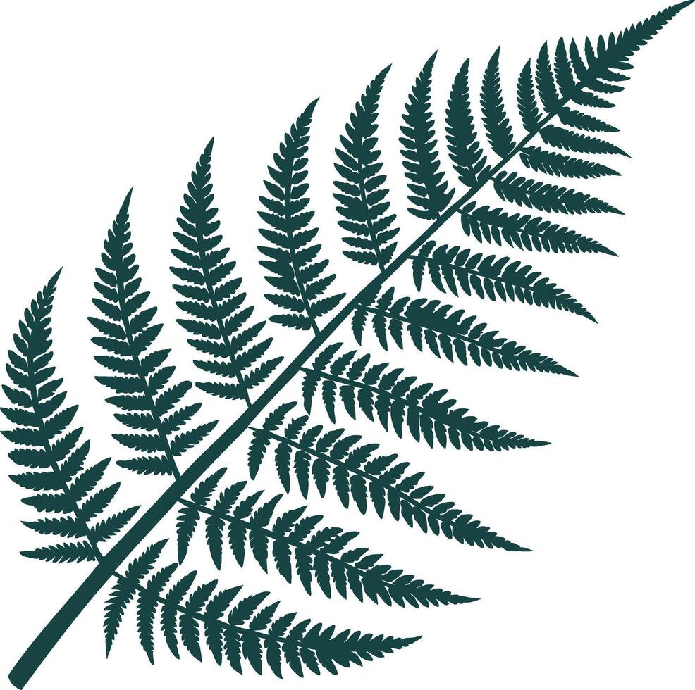 Green fern frond illustration isolated on a white background botanical foliage nature art vector