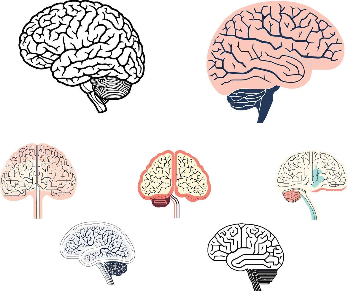illustration of a human brain sketch showing anatomy and intelligence concepts vector