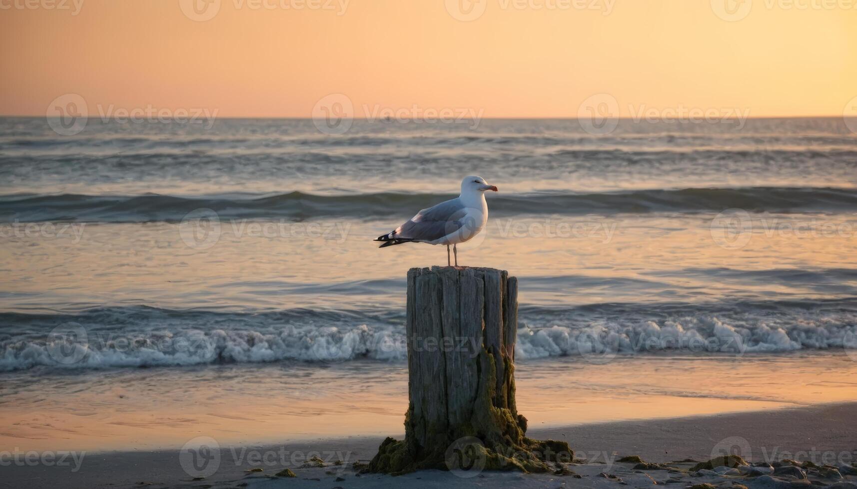 A seagull perched on a weathered wooden post overlooking the calm ocean during sunset. Great for coastal themes, wildlife photography, or serene nature scenes. photo