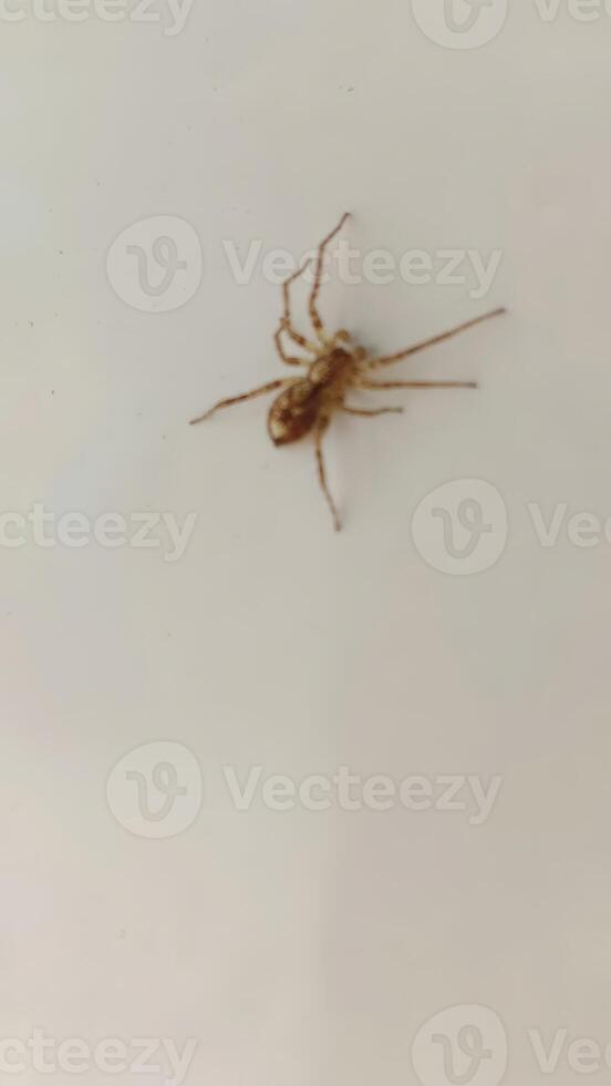 A close-up of a small spider on a light surface, illustrating nature's intricate details and the texture of the spider's body for educational or scientific purposes. photo