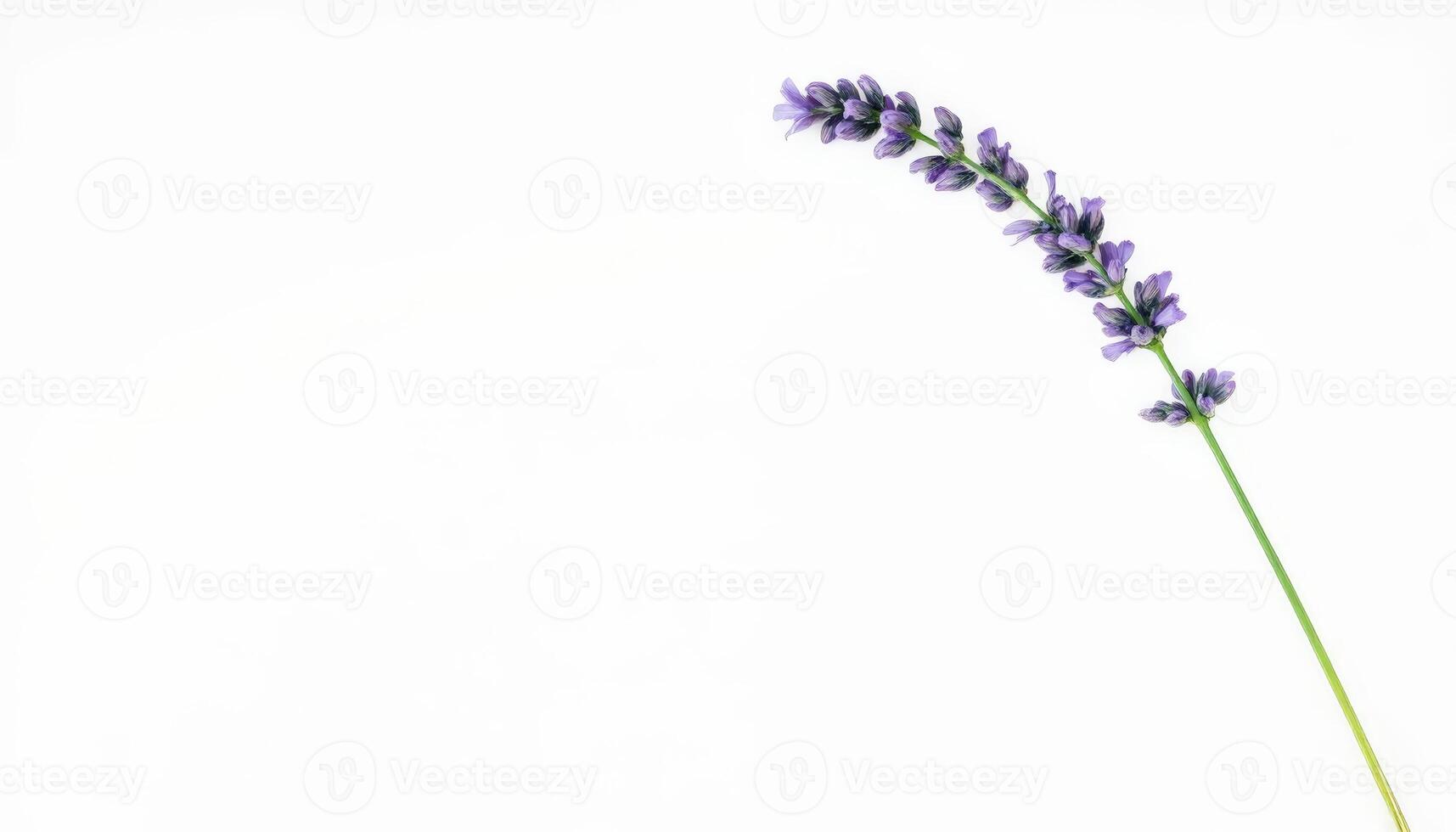 Lavender stem with delicate purple flowers placed on a clean white background. The simple composition highlights the beauty of the lavender, showcasing its natural elegance. photo