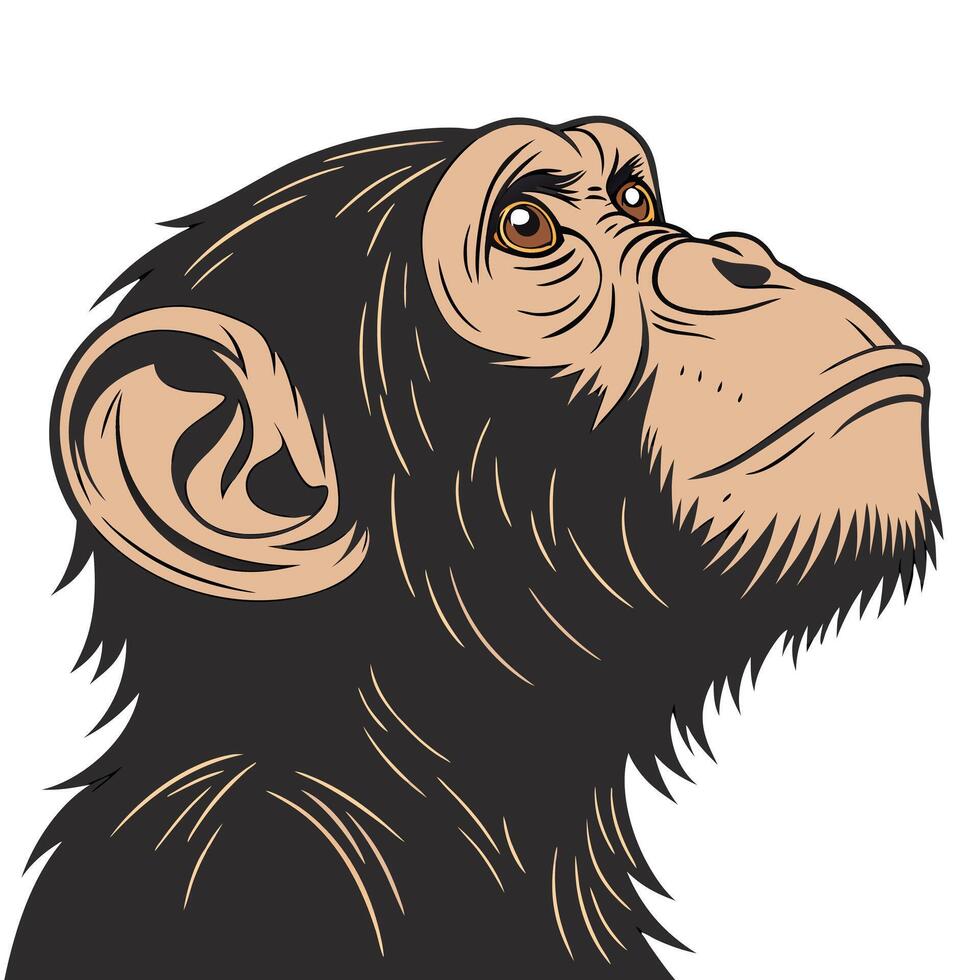 A chimpanzee head with a big brown eyes vector