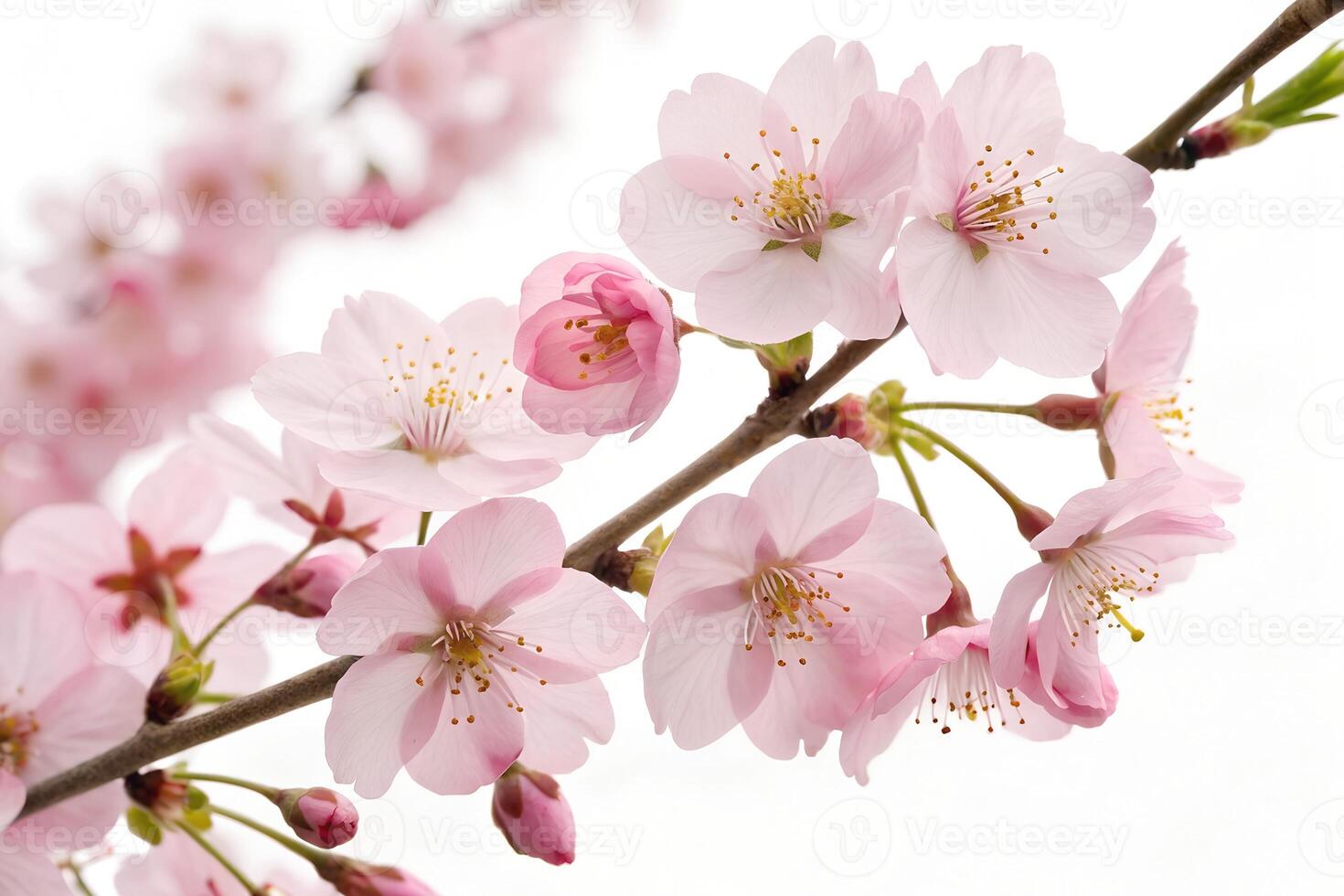 Delicate Cherry Blossom Flowers on White Background photo