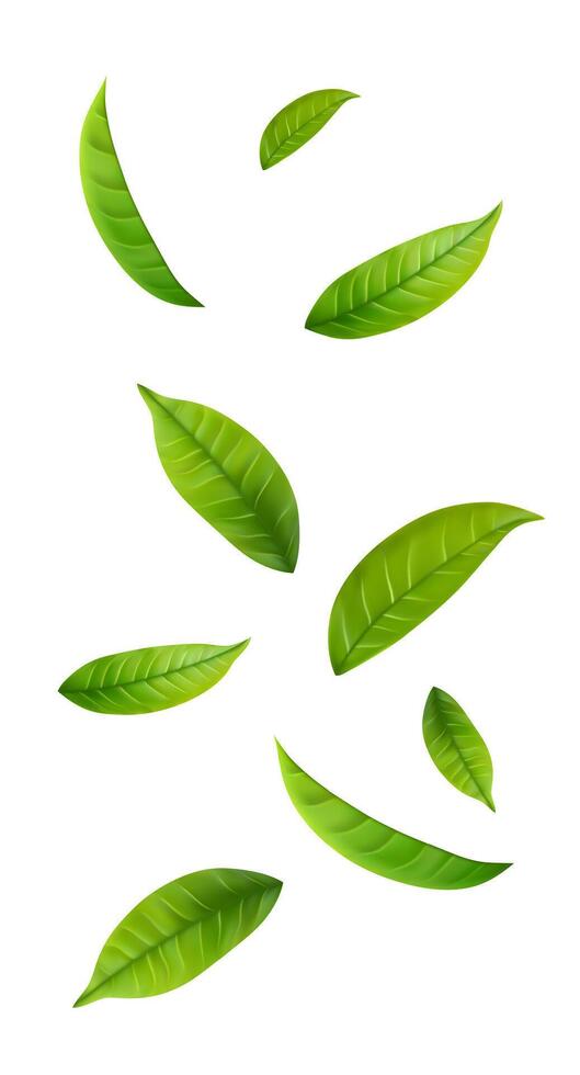 Floating Green Leaves vector