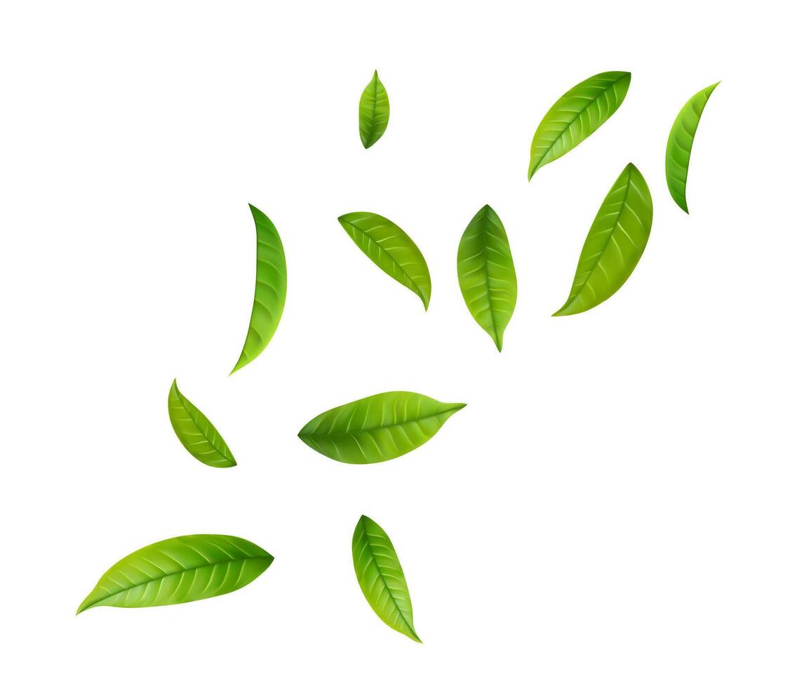 Green Floating Leaves Flying foliage ornament. Green Floating Leaves. vector