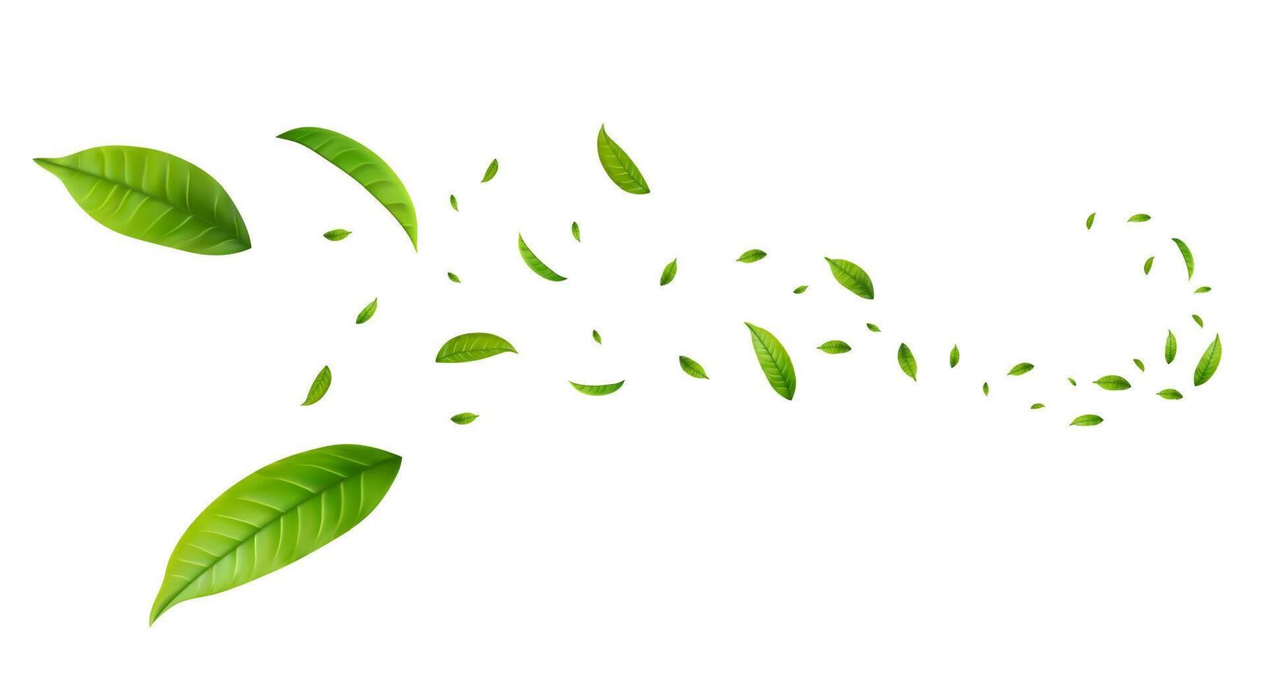 Leaves Green Floating. vector