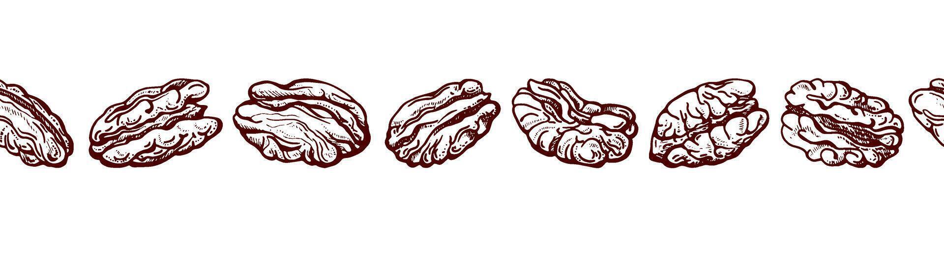 Pecan nuts Endless texture sketch, vintage border vector