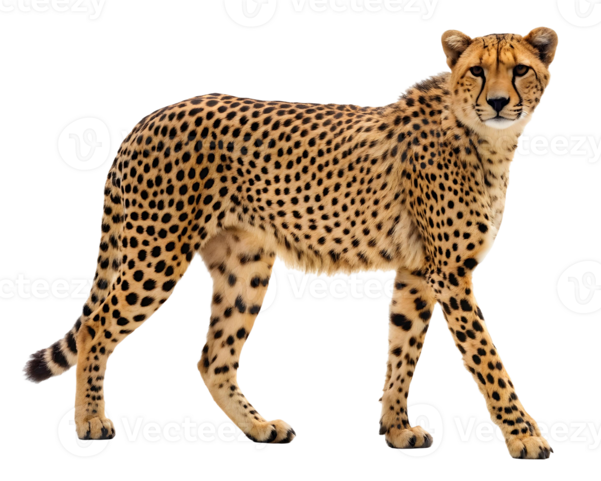 Isolated cheetah standing alert with a tan coat and black spots on a transparent background png