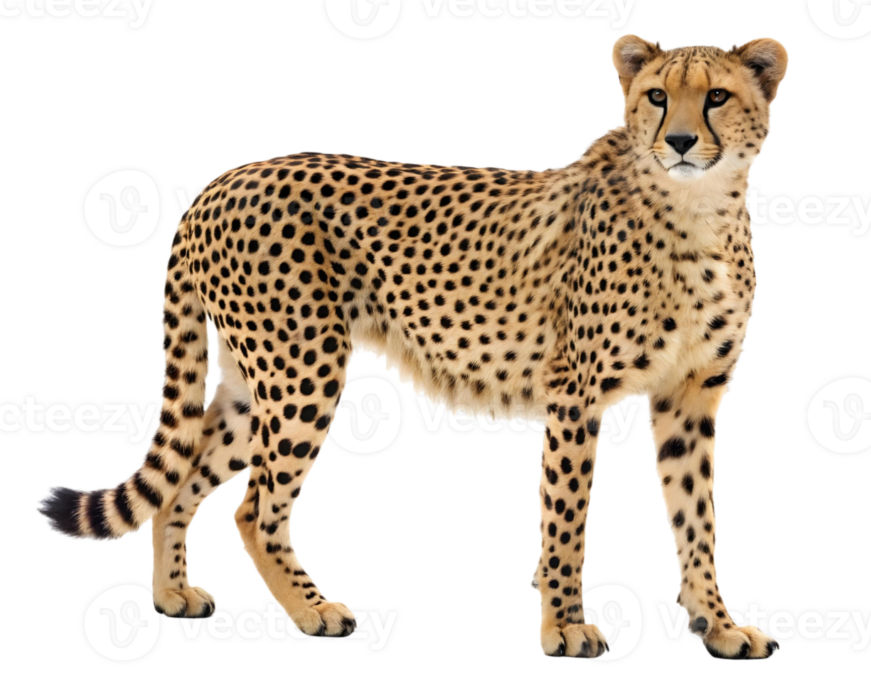 Isolated cheetah standing alert on a transparent background showing its distinctive spotted coat pattern clearly png