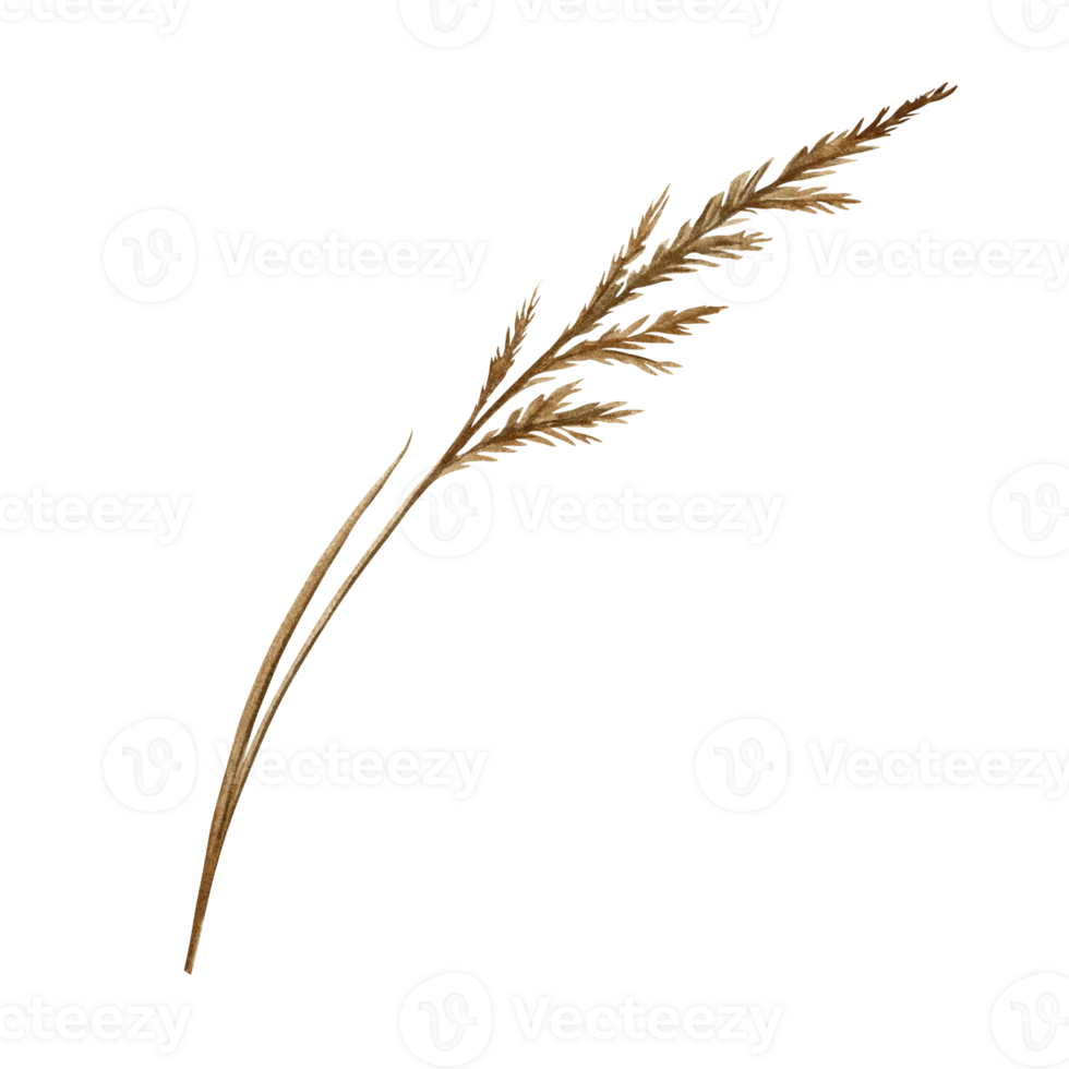 An ear of dry field grass. A hand-drawn watercolor illustration. a color image of a natural element. The isolate. For printing and decorating postcards, banners and flyers, packaging and labels. png