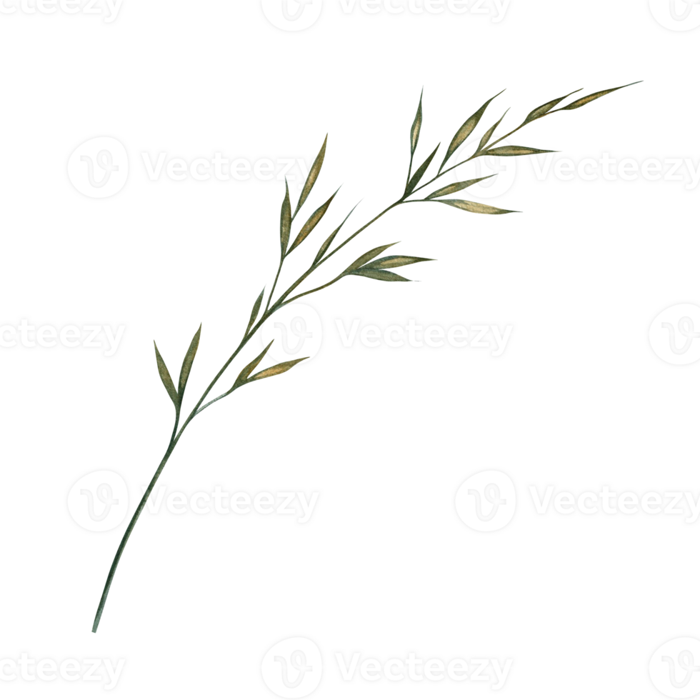 An ear of field grass. A hand-drawn watercolor illustration. a color image of a natural element. The isolate. For printing and decorating postcards, banners and flyers, packaging and labels. png