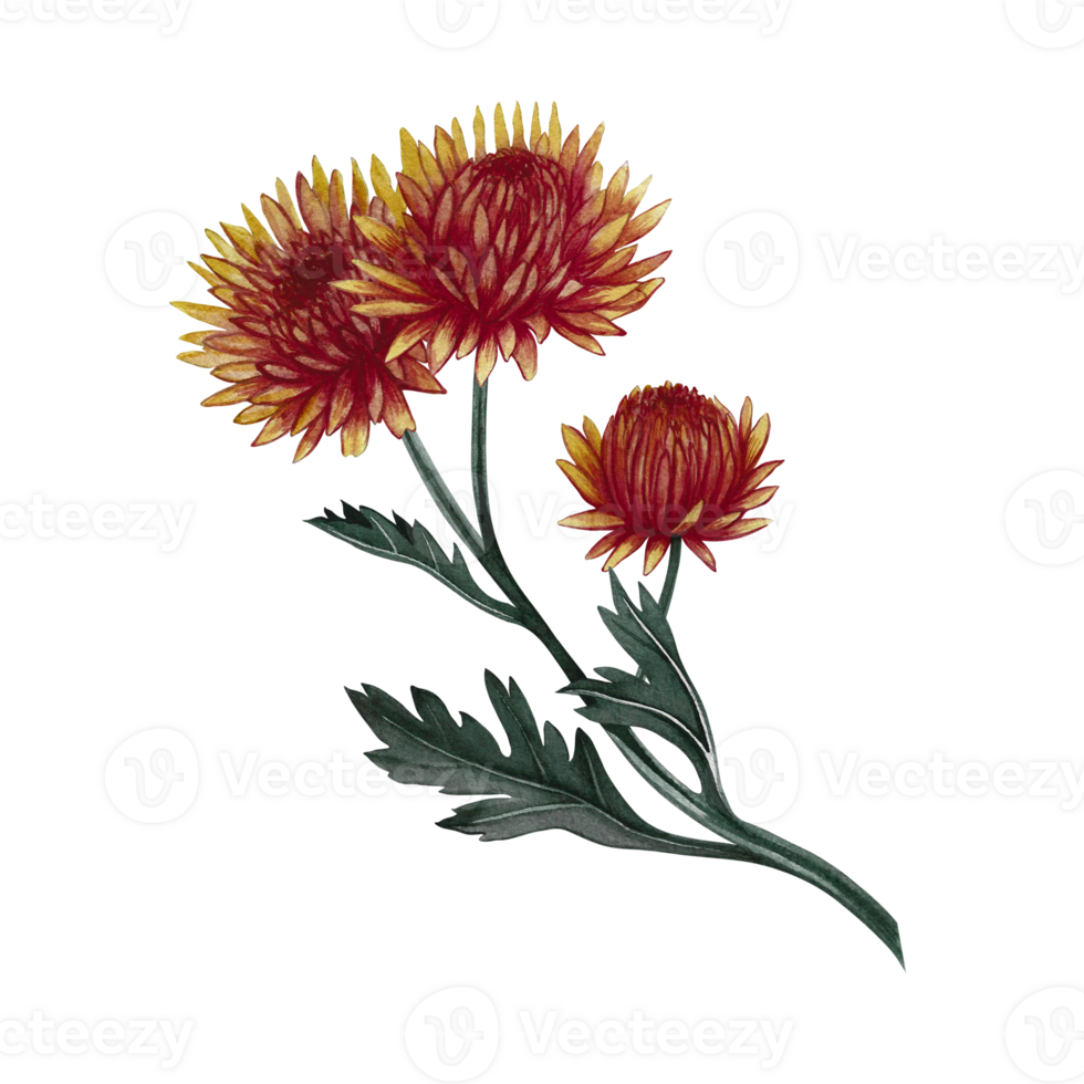 Chrysanthemum flowers. Handmade watercolor illustration. color image of autumn flowers. The isolate. For labels, packages, printing products, stickers, posters, banners, postcards. png