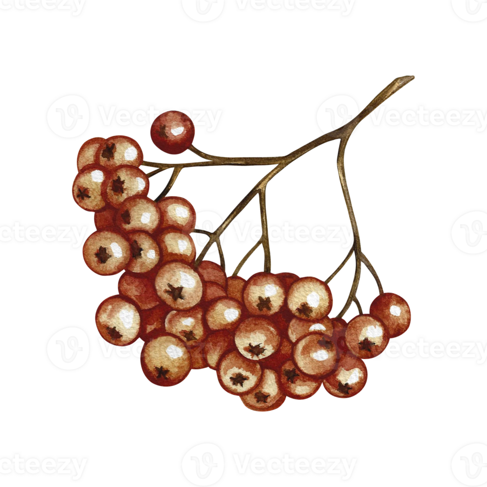 Autumn mountain ash. Hand-drawn watercolor illustration. a color image of an autumn fruit. The isolate. For labels, packages, printed products, stickers, posters and banners, postcards and packaging. png