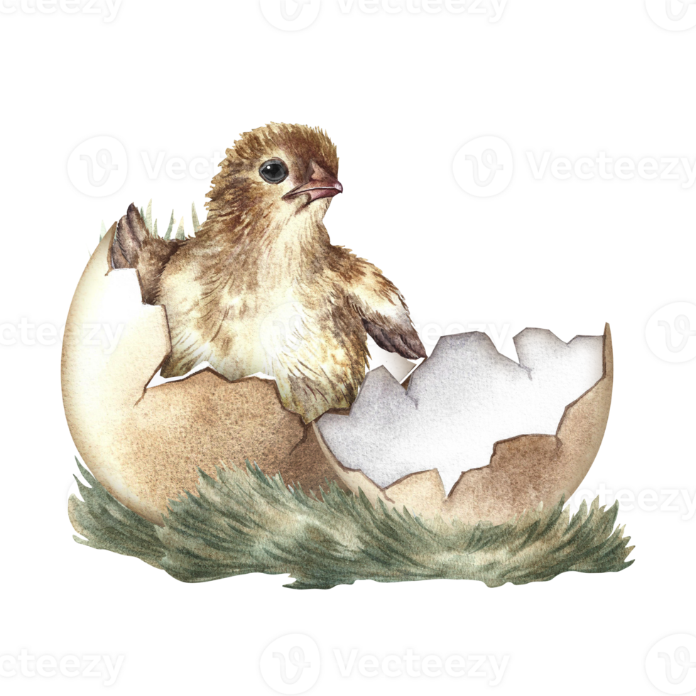 A hatched chicken. A hand-drawn watercolor illustration. The isolate. Color image. For making greeting cards and invitations for Easter. For packaging and labels. For banners and posters. png