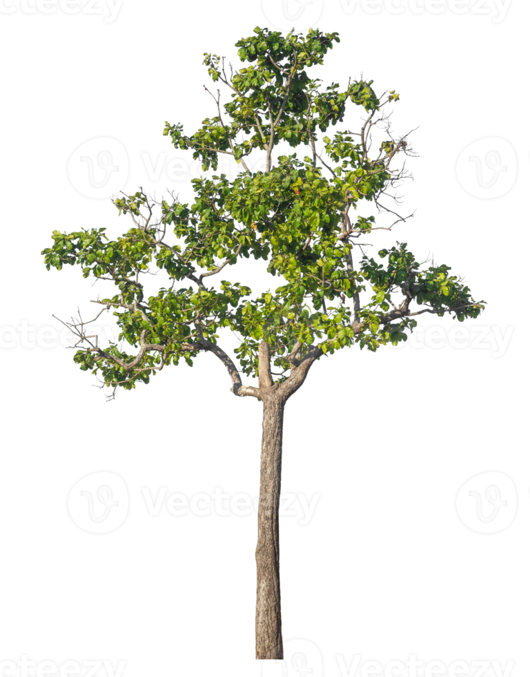 Green tree isolated on transparent background with clipping path and alpha channel, tropical trees. png
