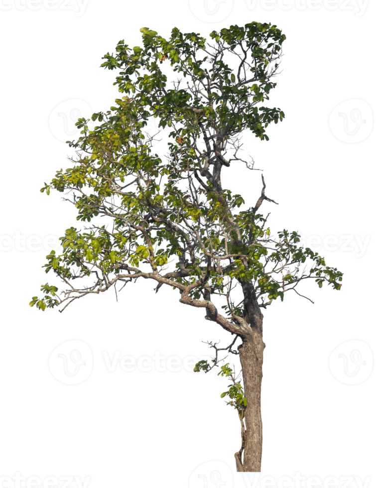 tree isolated on transparent background with clipping path and alpha channel, tropical trees, real tree green leaf png