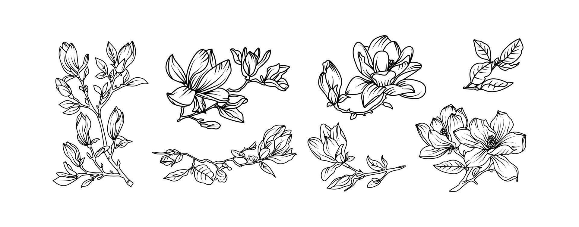 Magnolia flowers arrangement line art white background. Silhouette magnolia botanical hand drawn element for wedding, invitation frame design, illustration vector