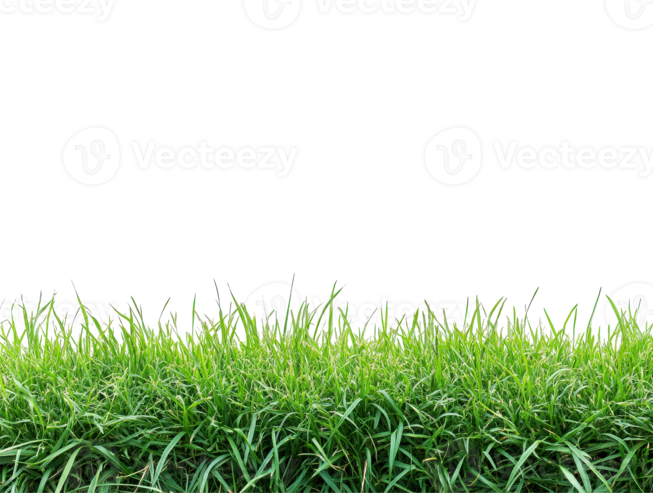 Beautiful green grass field with a clipping path, panoramic banner, and panoramic view. High-resolution. png