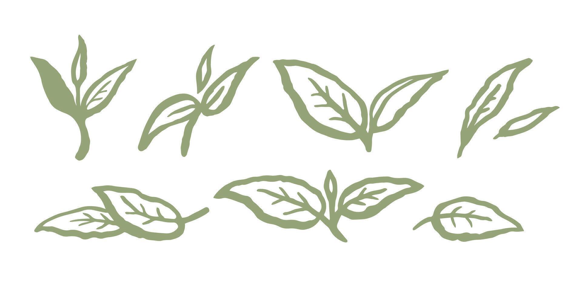 Green tea or abstract leaves set. Ink hand drawn line illustration on white background. Collection green leaf. Elements design for natural, eco, vegan, bio labels. vector