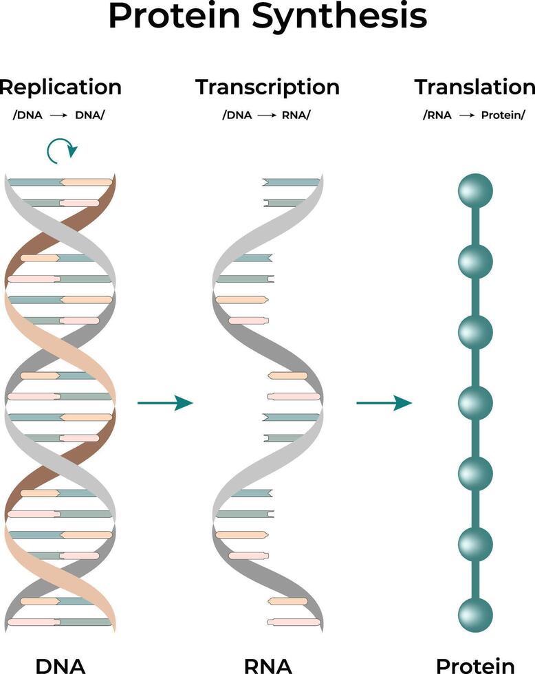 Protein Synthesis Replication Transcription and Translation vector