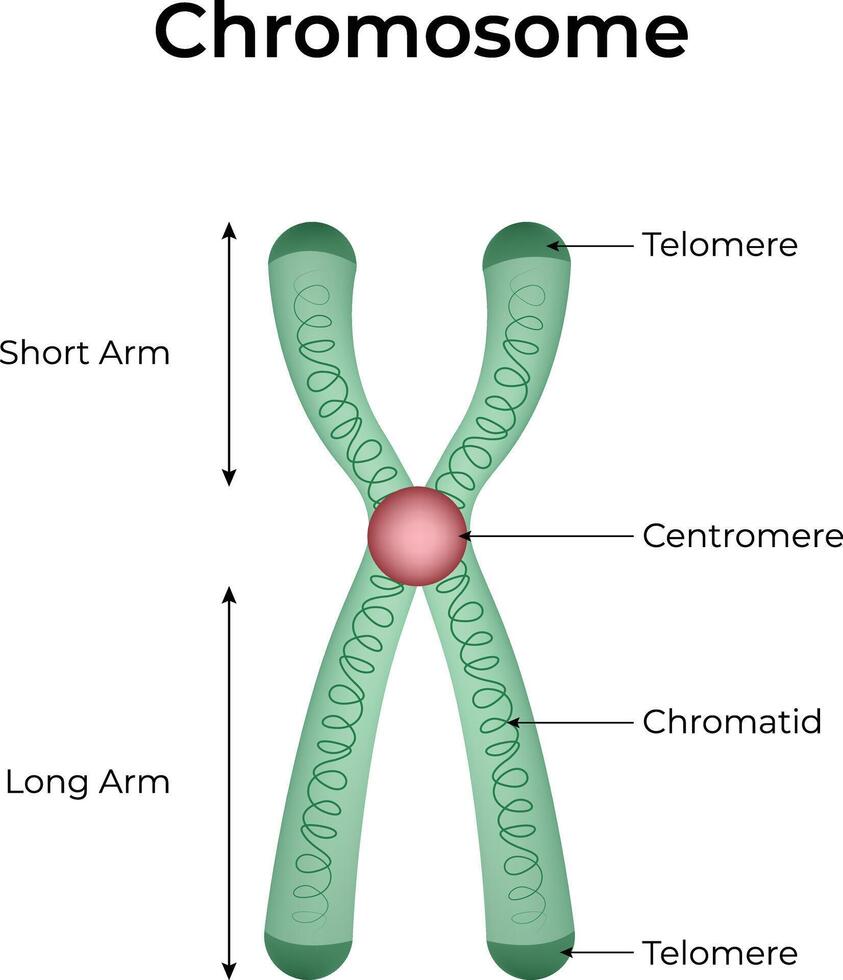 Chromosome Structure Centromere Chromatid Telomere and Arms Illustration vector